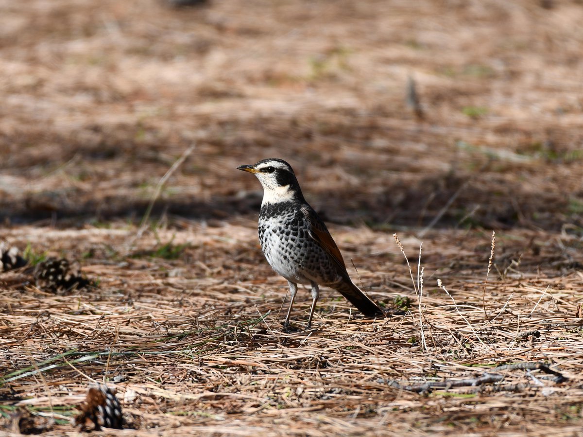 #96:
    Dusky Thrush, Tokyo.
    f/5.6 at 500mm - Shutter Speed: 1/500 - ISO: 200